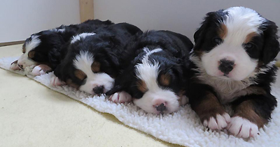 A-Litter 4wks