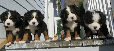 A-Litter_6wks